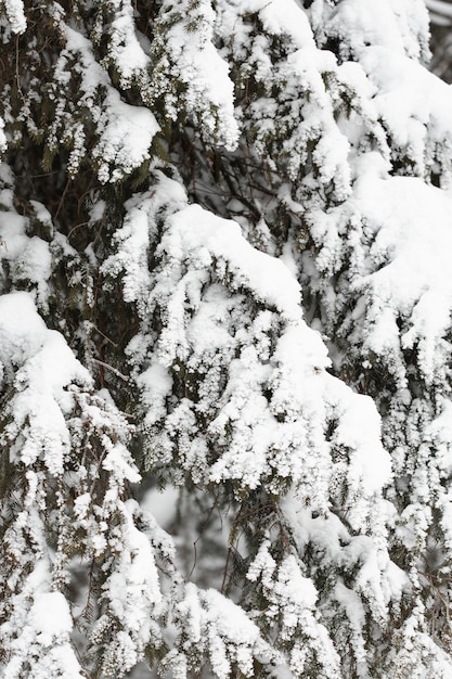 Neve pesada sobre galhos de árvores