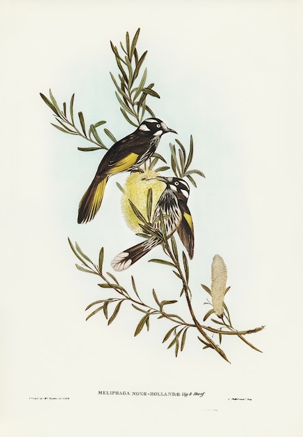 Foto grátis new holland honeyeater ilustrado por elizabeth gould