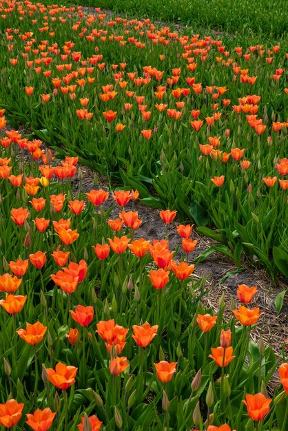 Ângulo alto vertical de lindas tulipas laranja capturadas em um jardim de tulipas