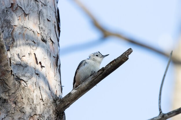 Ângulo baixo de um lindo pássaro nuthatch de peito branco descansando no galho de uma árvore