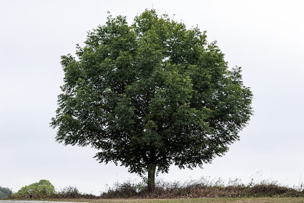 Única árvore verde em céu claro