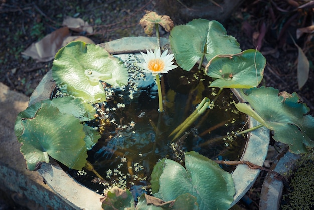 Única flor de lótus