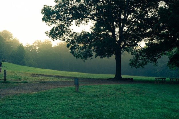 Única grande árvore bonita em um parque ao lado de mesas e bancos de madeira em um parque