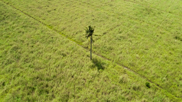 Única palmeira no meio de um campo plano em uma ilha