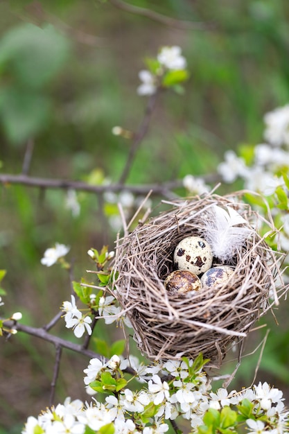 Ninho de pássaro em um galho com ovos de codorna de Páscoa para a Páscoa Fundo natural com um ninho em ramos floridos Fundo de primavera Espaço para Texto