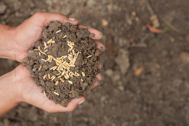 No Dia Mundial da Alimentação, a mão de um homem envolve o solo com sementes de arroz por cima.