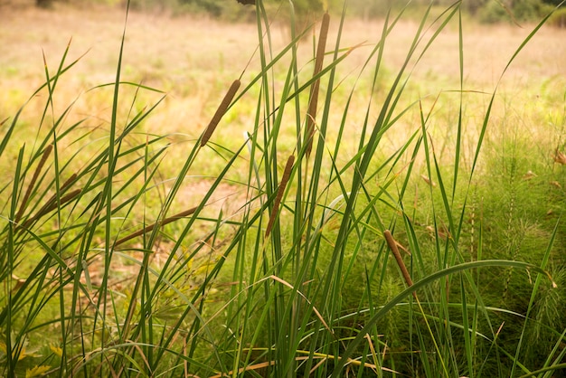 Novo orvalho da manhã na grama da primavera, fundo natural - closeup