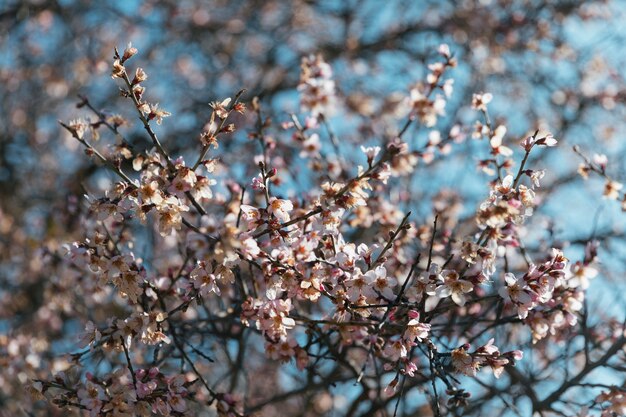 Numerosas flores brancas em galhos