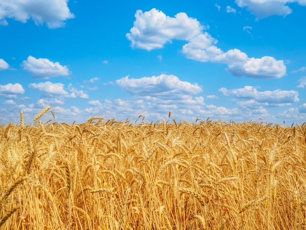 Nuvens brancas no céu azul acima de espigas de trigo no campo. colheita de cereais maduros em um dia ensolarado de verão.