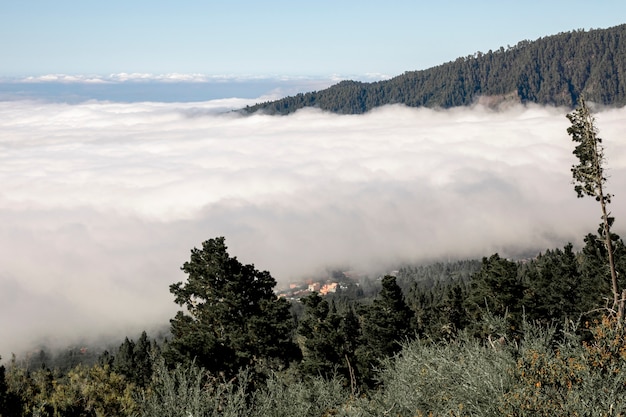 Nuvens densas na floresta da montanha