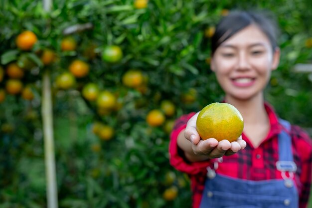 O agricultor está coletando laranja