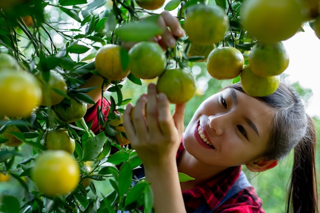 Foto grátis o agricultor está coletando laranja