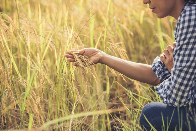 O agricultor mantém o arroz na mão.