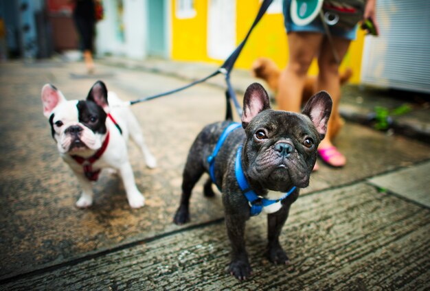 O buldogue francês toma um conceito bonito do animal de animal de estimação da caminhada