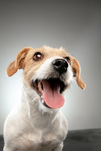 O cachorrinho Jack Russell Terrier está posando. Cachorrinho brincalhão fofo ou animal de estimação brincando no fundo cinza do estúdio.