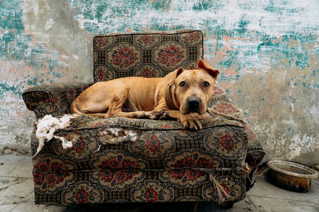 O cachorro arrependido está sentado na poltrona