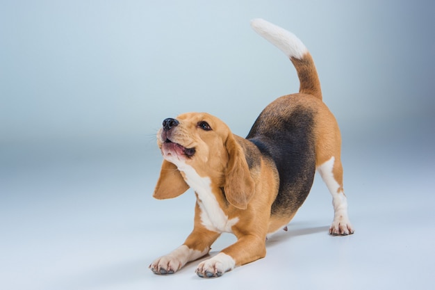 O cachorro beagle em fundo cinza