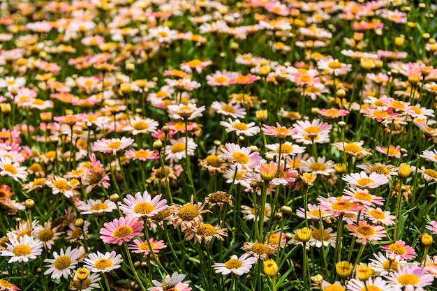 O campo cheio de flores