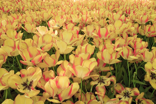 O campo de tulipa na holanda
