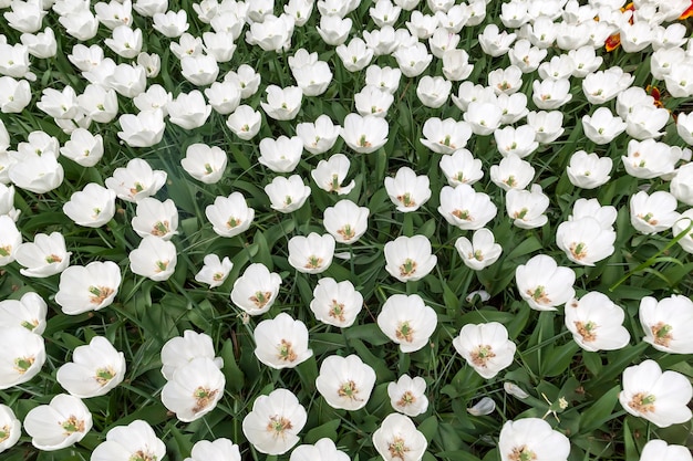 O campo de tulipas no jardim de flores de Keukenhof, Lisse, Holanda, Holanda