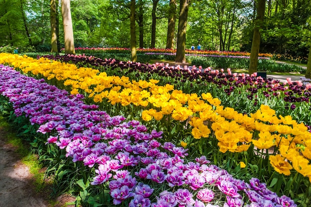 O campo de tulipas no jardim de flores de Keukenhof, Lisse, Holanda, Holanda