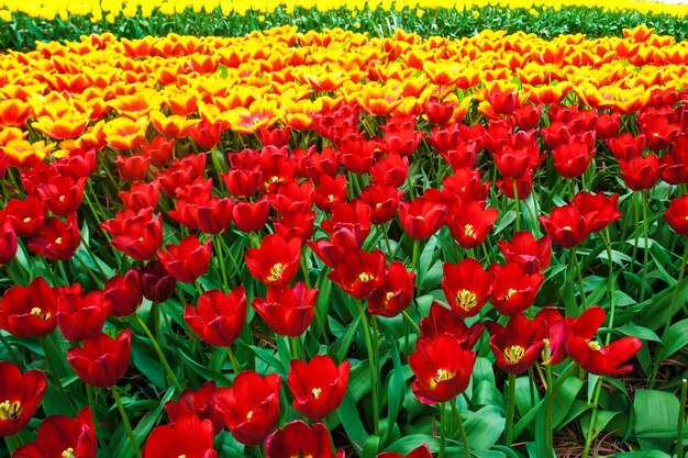 O campo de tulipas no jardim de flores de Keukenhof