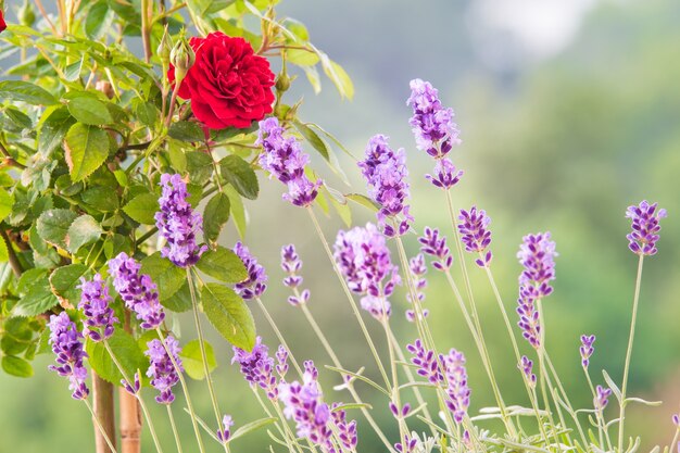 O campo Lavender.