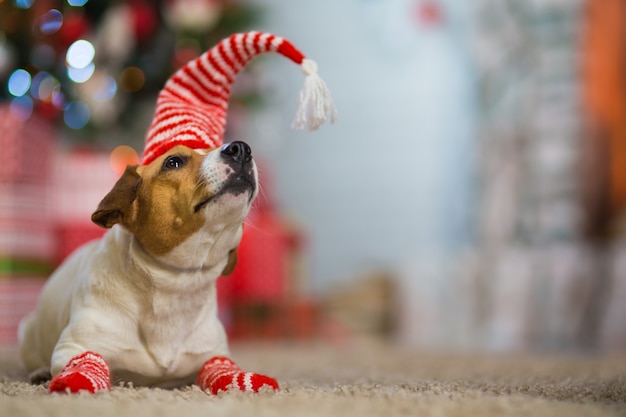 O cão de estimação jack russell terrier celebra o natal sob a árvore de natal com meias listradas vermelhas brancas