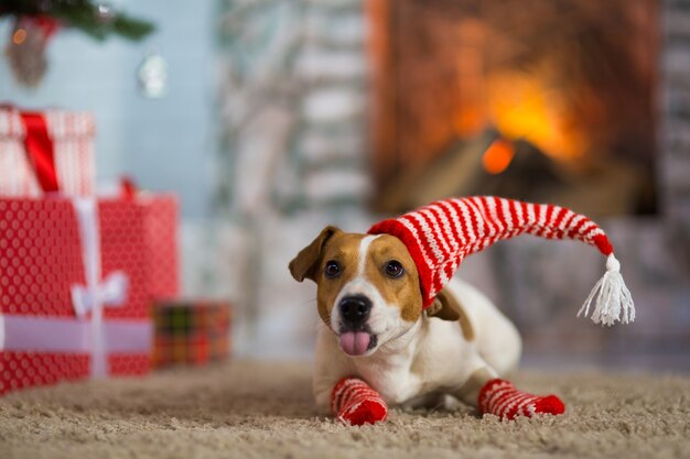 O cão de estimação jack russell terrier mostra a língua e faz uma careta e celebra o natal debaixo da árvore de natal com meias brancas vermelhas às riscas