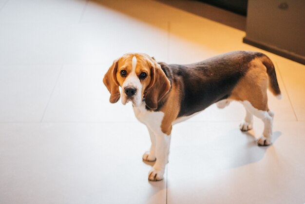 O cão triste está no chão