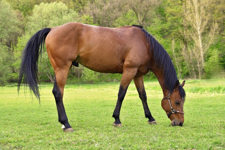 O cavalo a comer no prado.