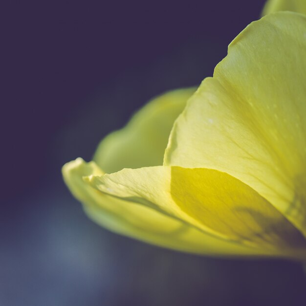 O close up disparou de uma flor selvagem bonita que floresce em um campo com algum orvalho da manhã deixado nele