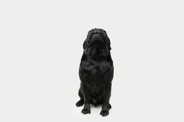 O companheiro do cão-pug está posando. Fofo cachorrinho preto brincalhão ou animal de estimação brincando isolado na parede branca do estúdio. Conceito de movimento, ação, movimento, amor de animais de estimação. Parece feliz, encantado, engraçado.