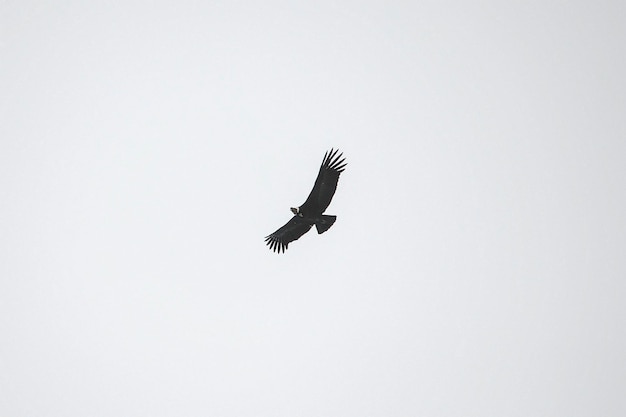 O condor andino é uma espécie de ave da família cathartidae