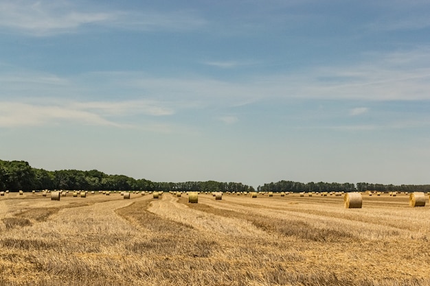 O feno rola no campo em uma área rural