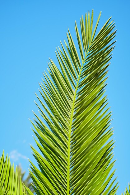 O fundo natural da moldura vertical das folhas de palmeira se aproxima do conceito de cartão postal de férias de verão de fundo azul para férias ou férias