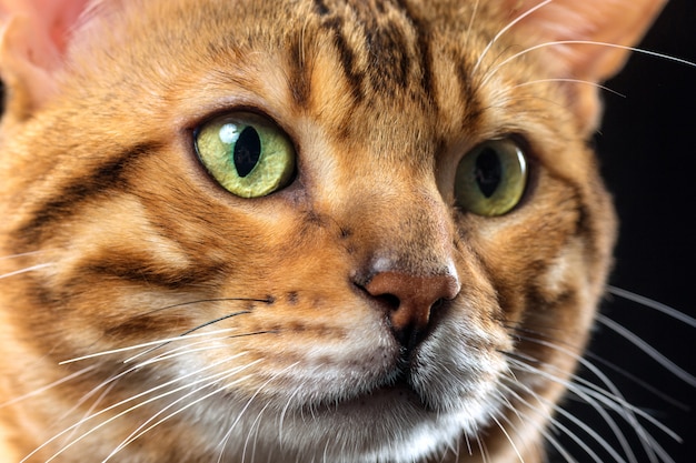 Foto grátis o gato de bengala dourado sobre fundo preto