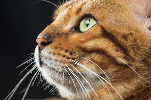 Foto grátis o gato de bengala dourado
