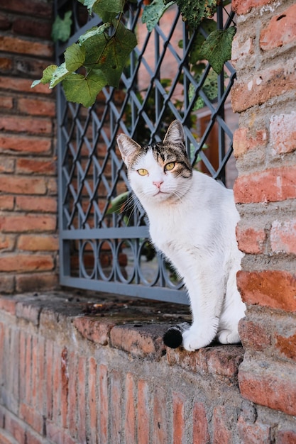 O gato está sentado em cima do muro olhando para o quadro as ruas da cidade velha animais no ambiente urbano Cuidados com os animais Ecossistemas da cidade a ideia de coexistência no ecossistema da cidade