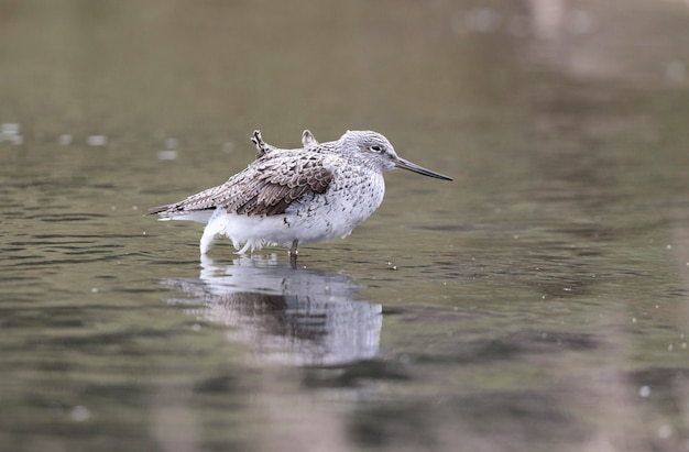 O greenshank comum na migração de primavera no stop over está em repouso antes de continuar sua migração.