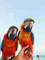 Foto grátis o homem segura dois papagaios coloridos de macaw no braço