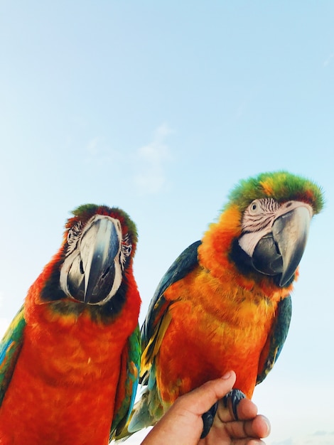 O homem segura dois papagaios coloridos de macaw no braço