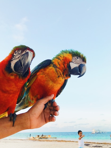 O homem segura dois papagaios coloridos de macaw no braço