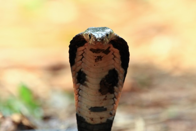 O indiano Cobra Coluber naja está pronto para atacar