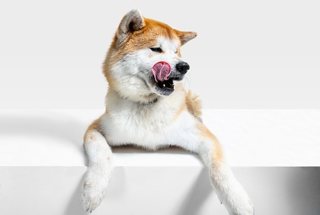 Foto grátis o jovem cachorro akita-inu está posando. cachorro-braun bonito ou animal de estimação está mentindo e parecendo feliz isolado no fundo branco. foto de estúdio. espaço negativo para inserir seu texto ou imagem. vista frontal.