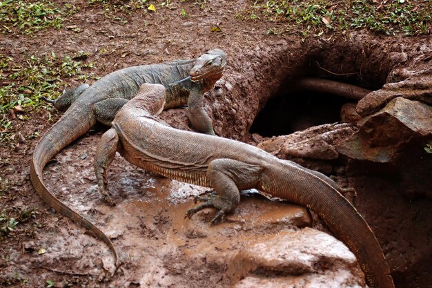 O jovem lagarto monitor parece querer entrar em seu esconderijo Salvator lagarto fechado