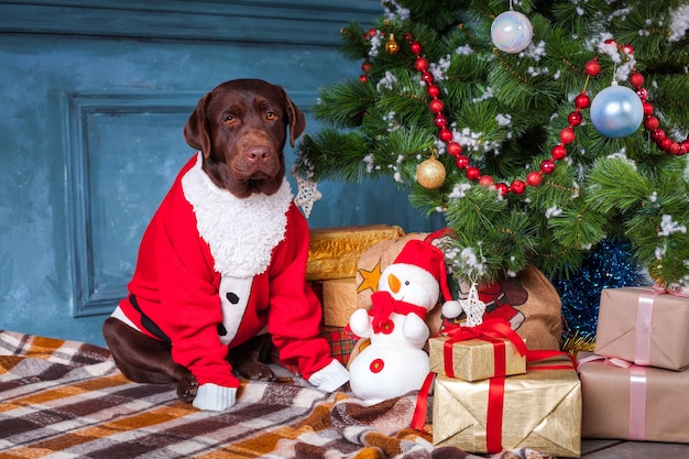 O labrador retriever preto sentado com presentes em decorações de Natal