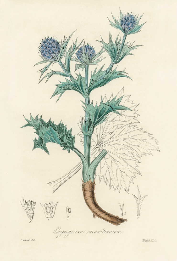 Foto grátis o mar azevinho (eryngium maritimum) ilustração de medical botany (1836)