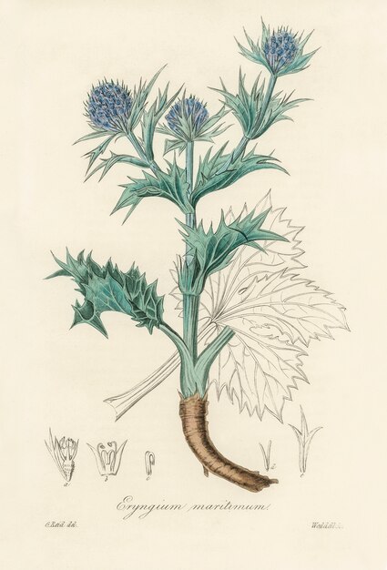 O mar azevinho (Eryngium maritimum) ilustração de Medical Botany (1836)