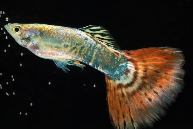 O momento em movimento do peixe betta siamês marrom e cinza meia-lua